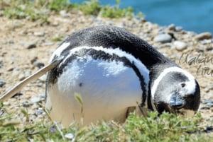 Halvøya Valdes: Landutflukt for cruisepassasjerer