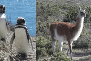 Halvøya Valdes: Landutflukt for cruisepassasjerer