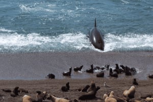 Halvøya Valdes: Landutflukt for cruisepassasjerer