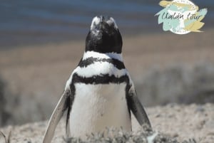 Halvøya Valdes: Landutflukt for cruisepassasjerer