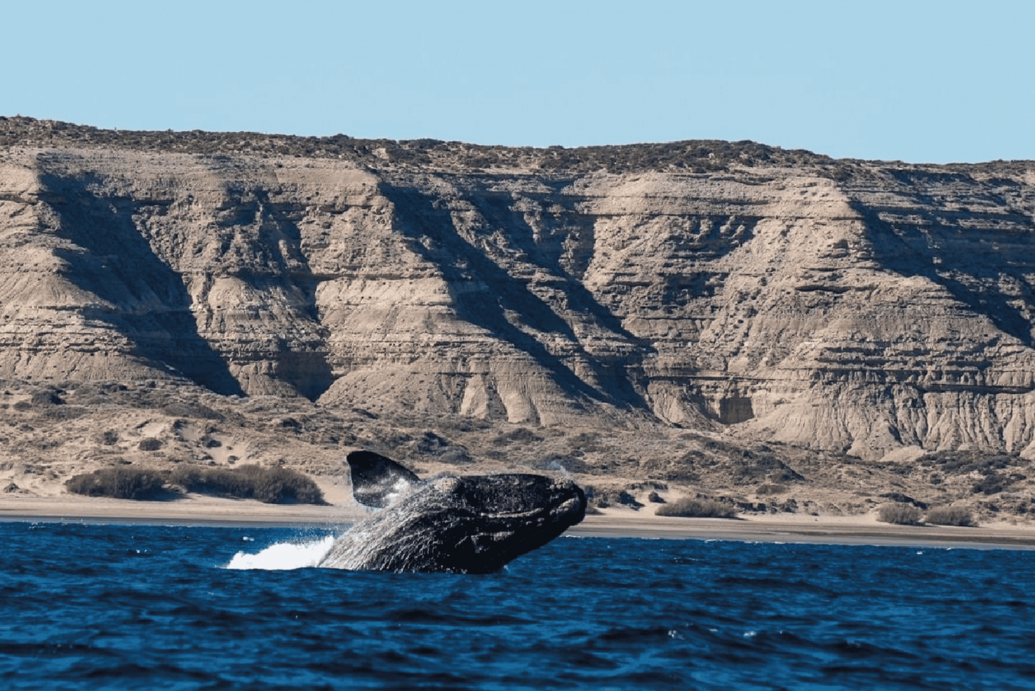 Peninsula Valdés: Landausflug in privat