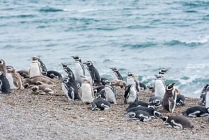 Península Valdés med Estancia San Lorenzo (heldagstur)