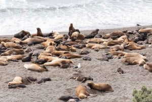 Península Valdés med Estancia San Lorenzo (heldagstur)