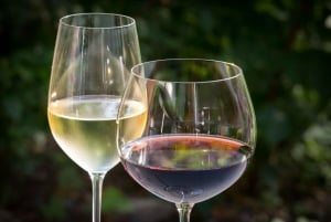 Cata de Vinos Argentinos Premium y Malbec