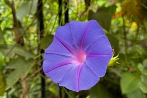 Частная однодневная экскурсия: осмотр водопадов Игуасу с обеих сторон