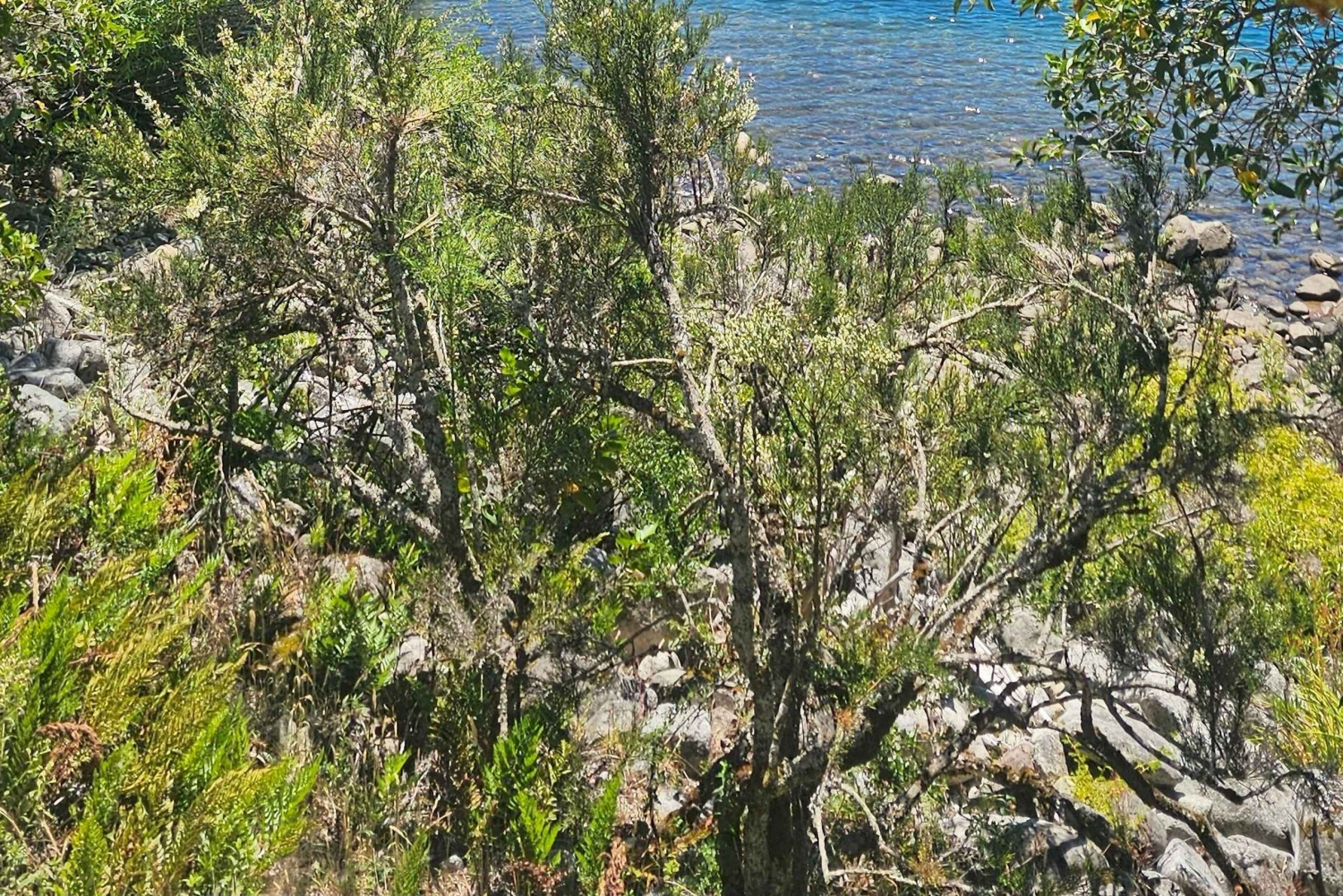 Paseo en lancha Privado por el Lago Lacar en San Martin de los Andes