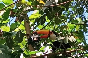 Private-day tour on the iguassu waterfalls Argentinean SIDE