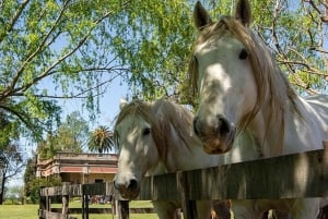 Private Gaucho Day Tour to an Argentinian Estancia