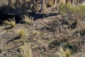 Yksityinen kokemus: Ratsastus ja grillaus vuoristossa - Estancia La Carrera