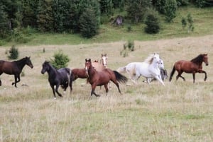 Pucon : Randonnée à cheval avec arrêt aux chutes d'eau