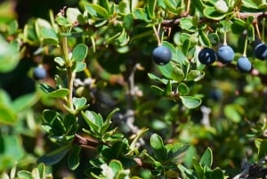 Puerto Almanza: Taskurapureitti ja Beagle-kanavan makuja