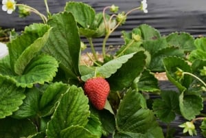 Puerto Almanza: Taskurapureitti ja Beagle-kanavan makuja