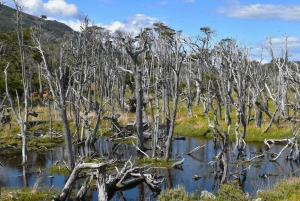 Puerto Almanza: Taskurapureitti ja Beagle-kanavan makuja