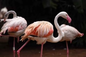 Puerto Iguazu: Iguaza Falls Brasilianische Seite & Vogelpark Tour