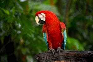 Puerto Iguazu : Visite du côté brésilien des chutes d'Iguaza et du parc ornithologique