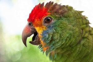Puerto Iguazú: cataratas del lado brasileño y parque de aves