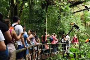 Puerto Iguazu: Brasiliansk side av Iguazafallene og tur i fugleparken
