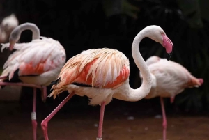 Puerto Iguazu: Brasiliansk side av Iguazafallene og tur i fugleparken