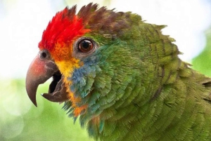 Puerto Iguazu: Brasiliansk side av Iguazafallene og tur i fugleparken