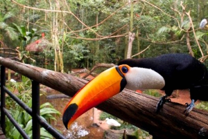 Puerto Iguazu: Brasiliansk side av Iguazafallene og tur i fugleparken