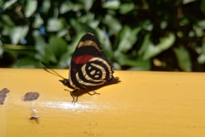 Puerto Iguazu: Iguazun putoukset Brasilian puolella Tour