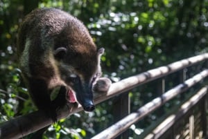 Puerto Iguazú: Cataratas del Iguazú, actividades en la selva y paseo en barco