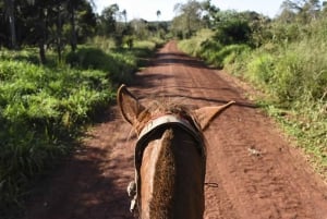 Puerto Iguazu: przejażdżka konna w dżungli ze społecznością Guaraní