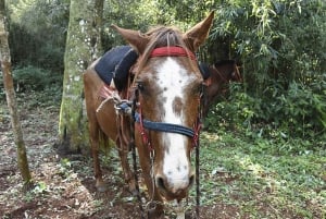 Puerto Iguazú: paseo a caballo por la selva con guaraníes