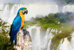 Puerto Iguazú: Tur til de brasilianske Iguazú-vandfald med fuglepark