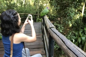 Puerto Iguazú: Tur til de brasilianske Iguazú-vandfald med fuglepark