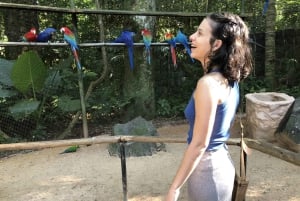 Puerto Iguazú: Tur til de brasilianske Iguazú-vandfald med fuglepark