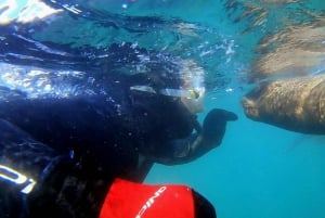 Puerto Madryn: 3-stündige Schnorcheltour mit Seelöwen