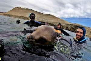 Puerto Madryn: 3-timers snorkletur med sjøløver