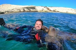 Puerto Madryn: viaggio di snorkeling di 3 ore con i leoni marini