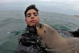 Puerto Madryn: 3 tunnin snorklausretki merileijonien kanssa