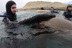 Puerto Madryn: 3-timers snorkletur med sjøløver