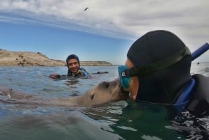 Puerto Madryn : 3 heures de plongée en apnée avec les lions de mer