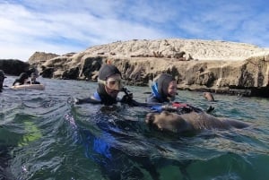 Puerto Madryn: 3 tunnin snorklausretki merileijonien kanssa