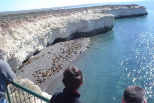 Puerto Madryn: City and Punta Loma Reserve Guided Tour