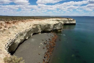 Puerto Madryn: City and Punta Loma Reserve Guided Tour