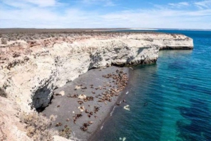 Puerto Madryn: City and Punta Loma Reserve Guided Tour