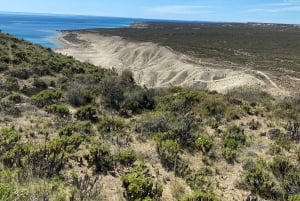 Stadsrondleiding Puerto Madryn + zeeleeuwen + Patagonische ranch