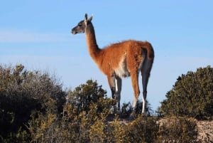 Stadsrondleiding Puerto Madryn + zeeleeuwen + Patagonische ranch