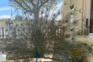 Kaupunkikierros Puerto Madryn + merileijonat + Patagonian ranch