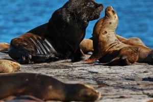 Kaupunkikierros Puerto Madryn + merileijonat + Patagonian ranch