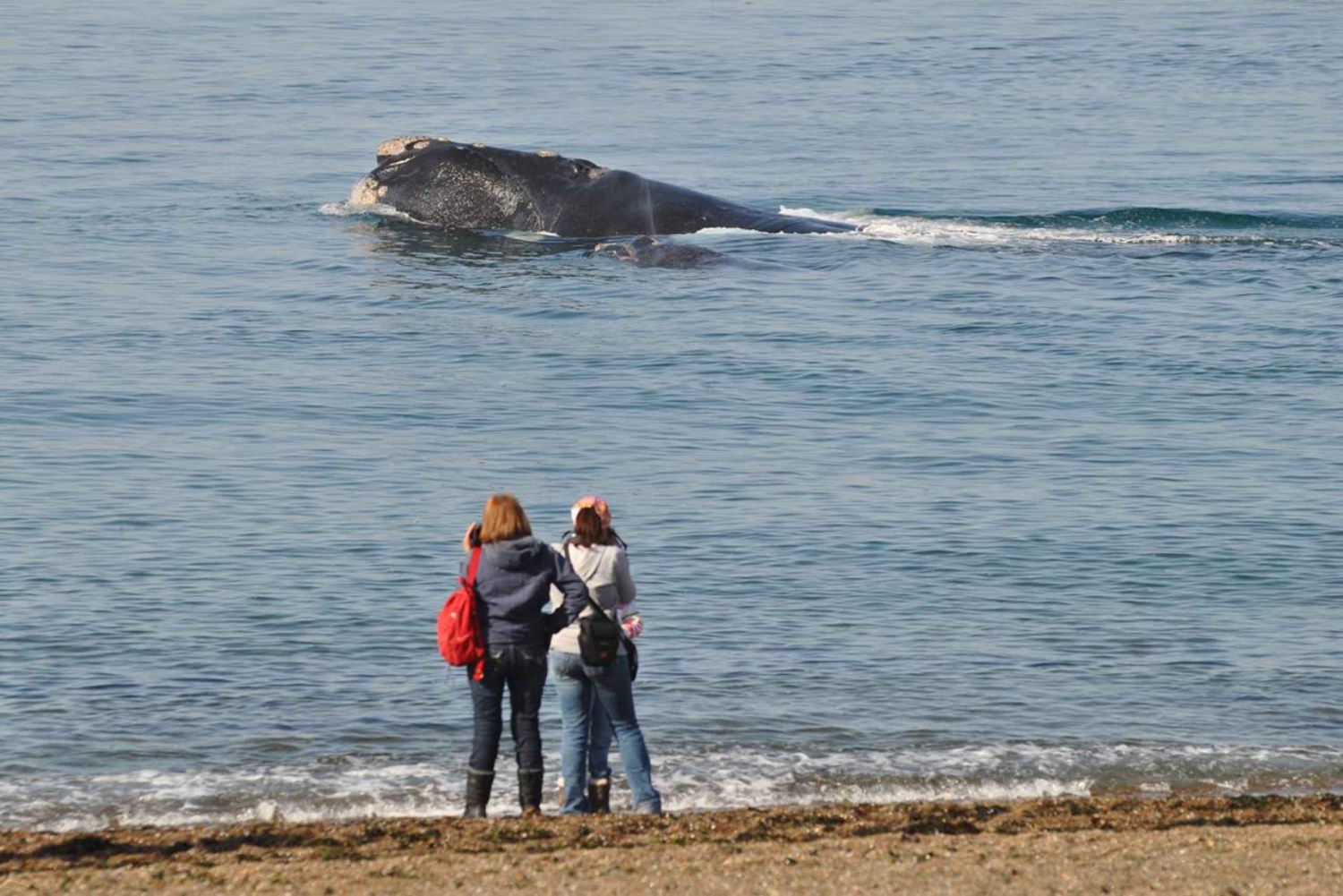 Puerto Madryn: Coastal Whale Watching with Meal