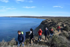 Puerto Madryn: Coastal Whale Watching with Meal