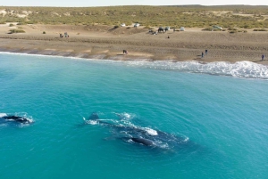 Puerto Madryn: El Doradillo Whale Watching Half-Day Tour
