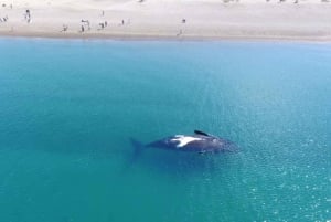 Puerto Madryn: El Doradillo Whale Watching Half-Day Tour