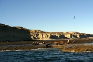Puerto Madryn: Utflukt til den klassiske Valdes-halvøya